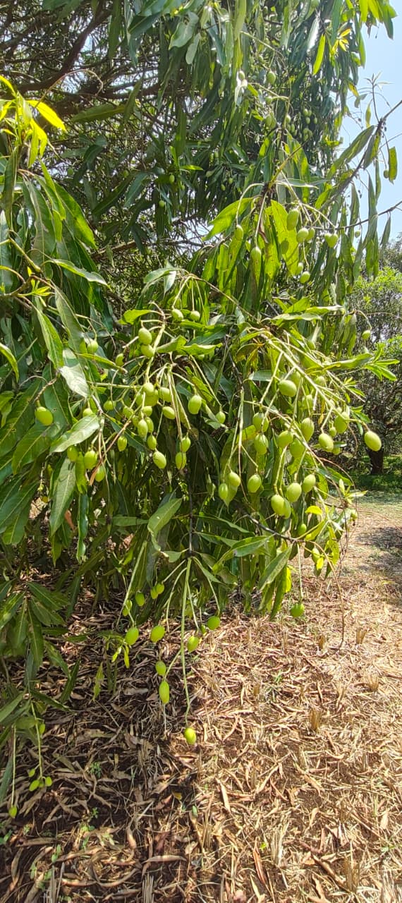 Sudur Pickles Gallery Image