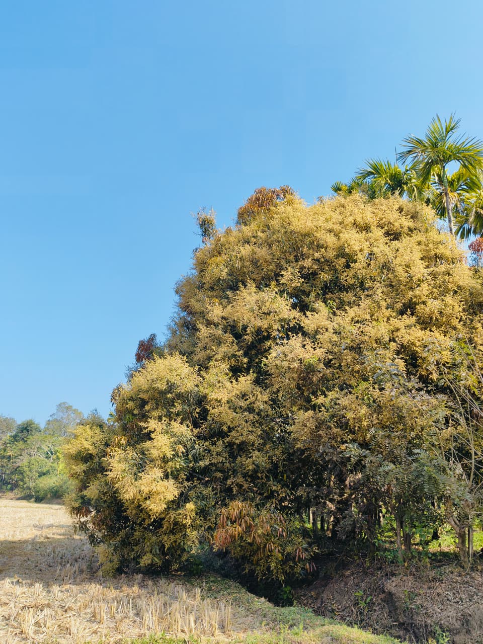 Sudur Pickles Gallery Image