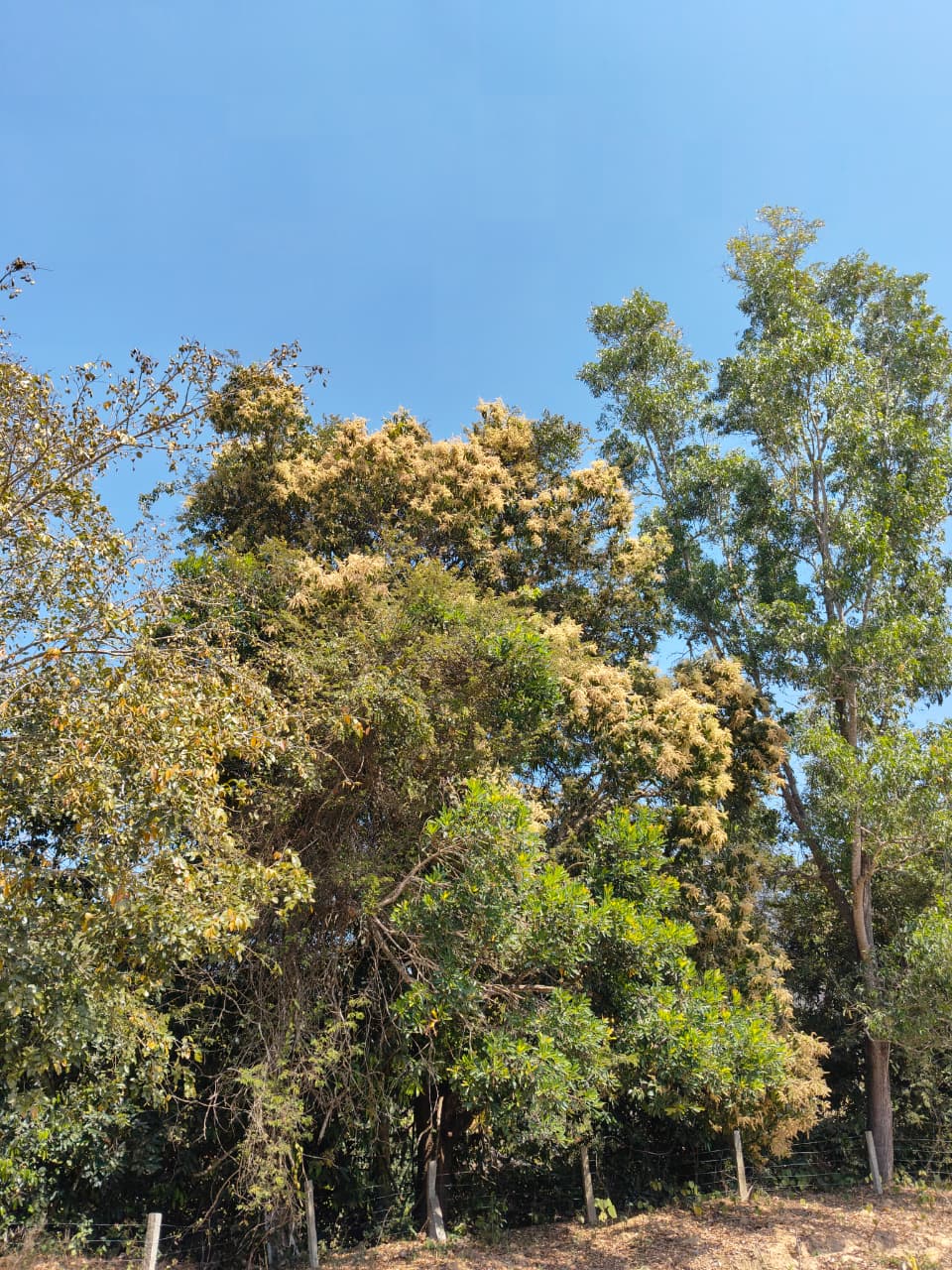 Tender Mangoes